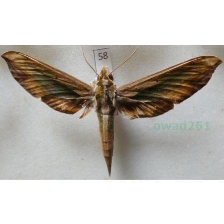 Sphingidae? Philippines 74mm58